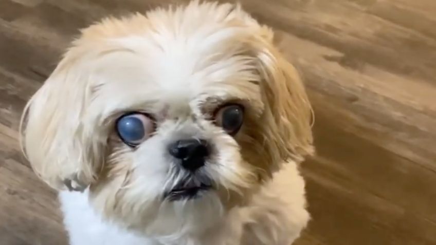 Perrita "zombie" IMPACTA en redes sociales por la apariencia de sus ojos: VIDEO