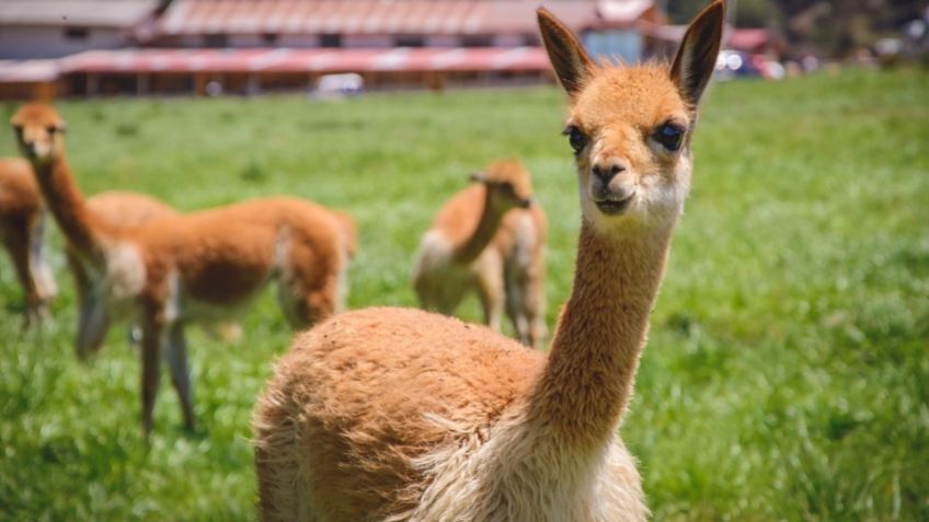 ¡Sorprendente! Anticuerpos de las llamas ayudarían a combatir COVID-19, revela investigación