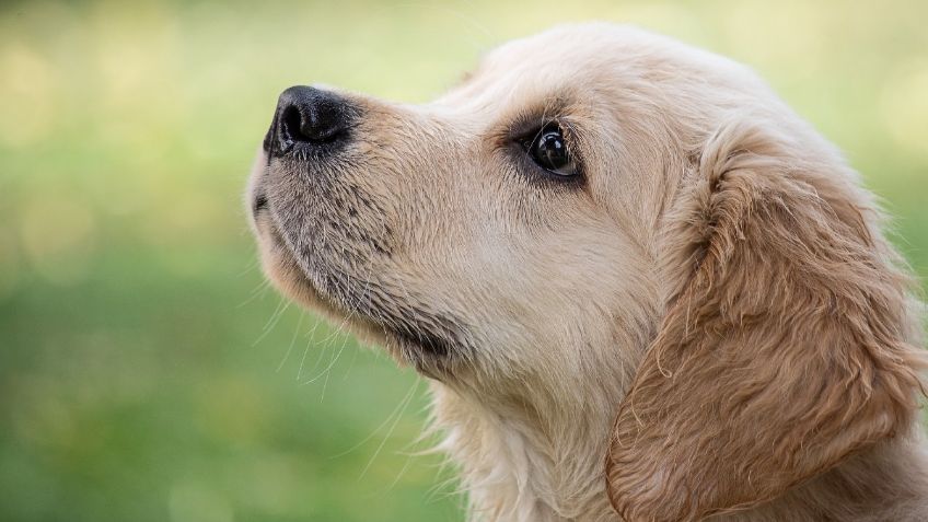 Pareja pone de testigo de bodas a un perro y las redes enloquecen 