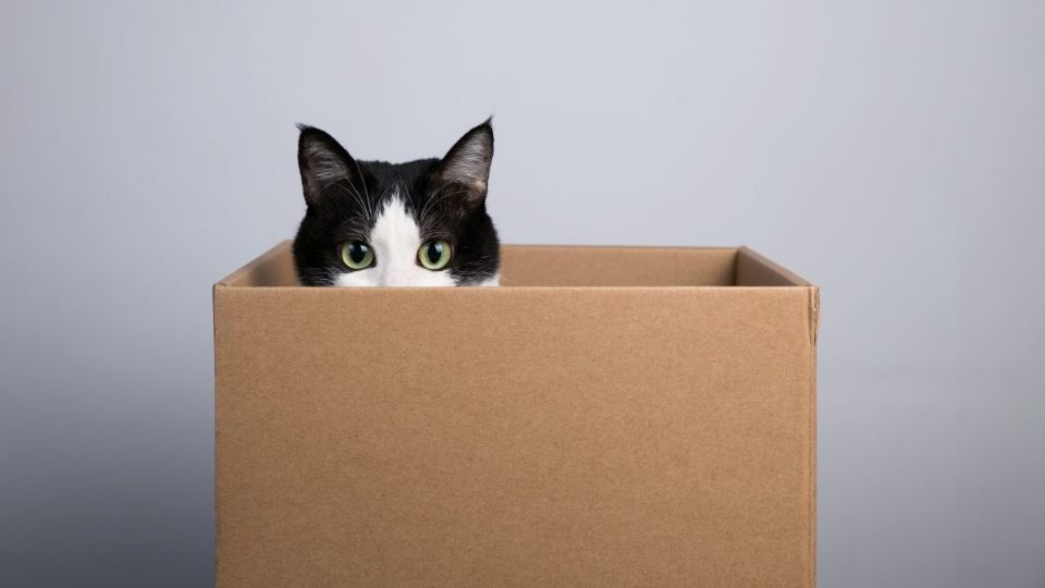 La razón por la que los gatos aman las cajas es por supervivencia. Foto: Jimmy Yan | Shutterstock