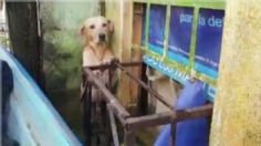 VIDEO: Rescatan a perrito atrapado en inundación Villahermosa, Tabasco