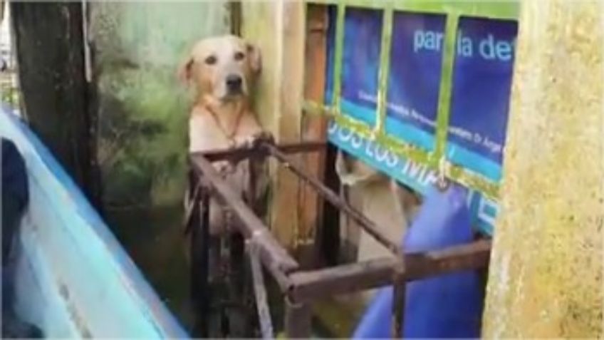 VIDEO: Rescatan a perrito atrapado en inundación Villahermosa, Tabasco