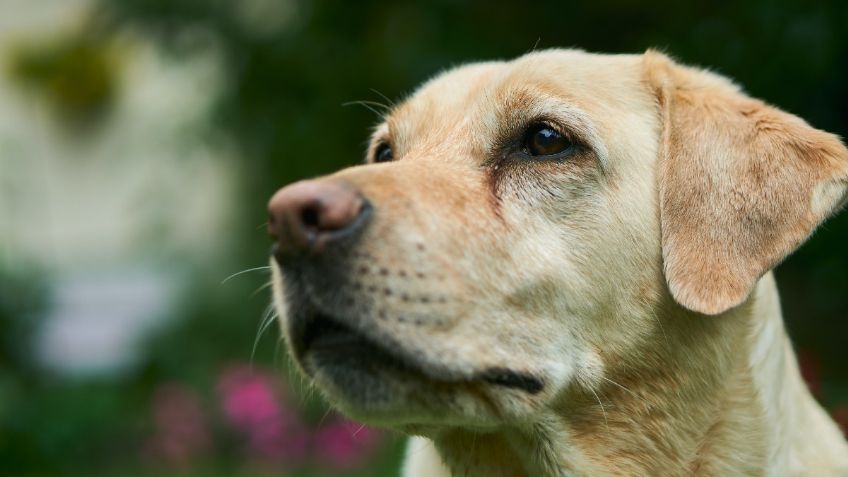 ¡Lo más tierno que verás hoy! Marina adopta a perrito rescatado en Tabasco