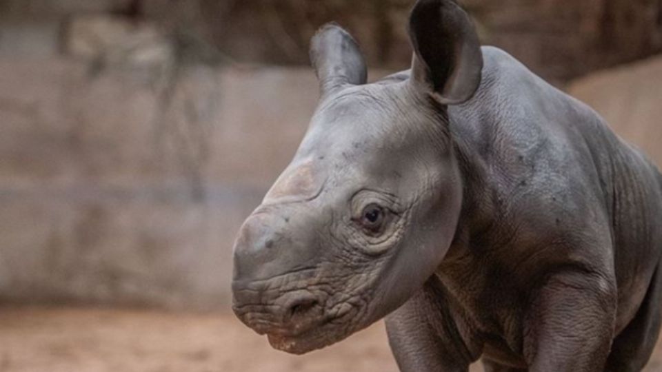 Estos son los primeros pasos de un rinoceronte. Foto: Instagram @chesterzoo