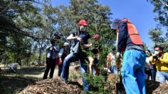 Pagan 5 mil pesos a desempleados en Querétaro por trabajo temporal; ya iniciaron labores