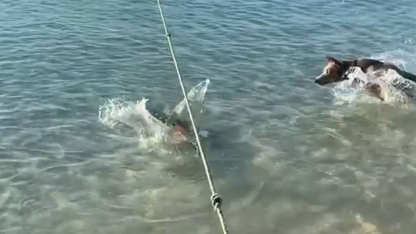 VIDEO VIRAL: ¡Esos sí son amigos! Perrito se arroja al mar para defender a su dueño de un tiburón