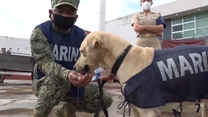 Marina le busca nombre a perrito rescatado en Tabasco; así puedes participar: VIDEO