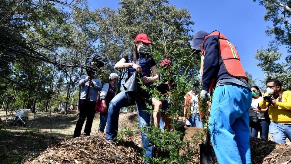 MÁS AGUA. La restauración consiste en la reforestación  con especies nativas para la recuperar la función hídrica del parque. Foto: Guillermo O’ Gam