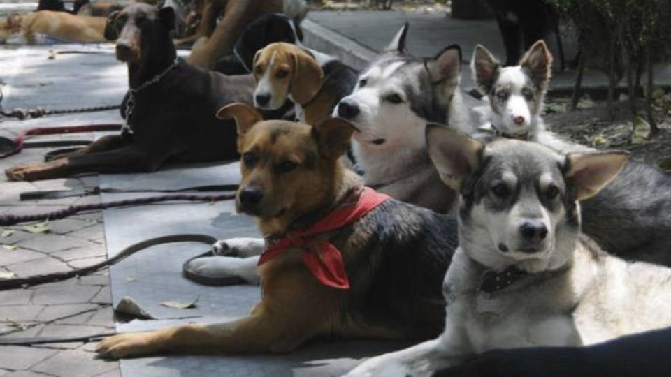 Los perros son todos unos ángeles guardianes. Foto: Cuartoscuro