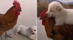 VIDEO VIRAL: Perrito monta a gallo como si fuera un caballo y enternece las redes