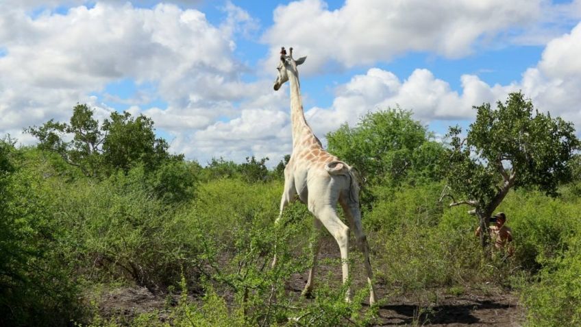 Colocan rastreador GPS a la última jirafa blanca del mundo para protegerla