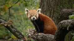 CONABIO y AZCARM se unen para conservar y aprovechar de manera sustentable la vida silvestre