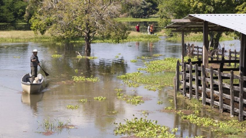 Senasica alista brigadas de sanidad vegetal en campo de Tabasco