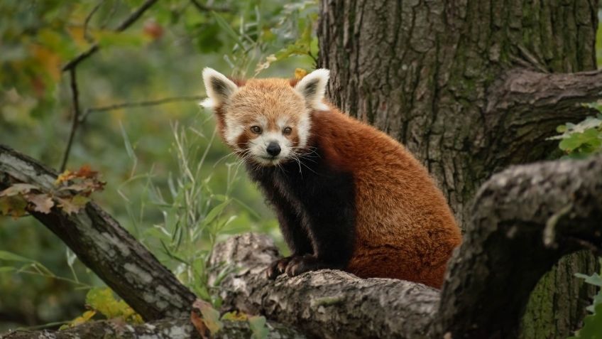 CONABIO y AZCARM se unen para conservar y aprovechar de manera sustentable la vida silvestre