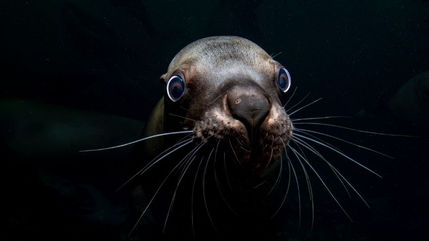 Estas son las mejores fotografías del océano tomadas en 2020