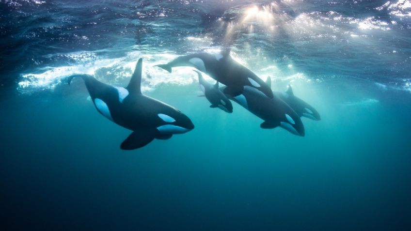 Estas son las mejores fotografías del océano tomadas en 2020