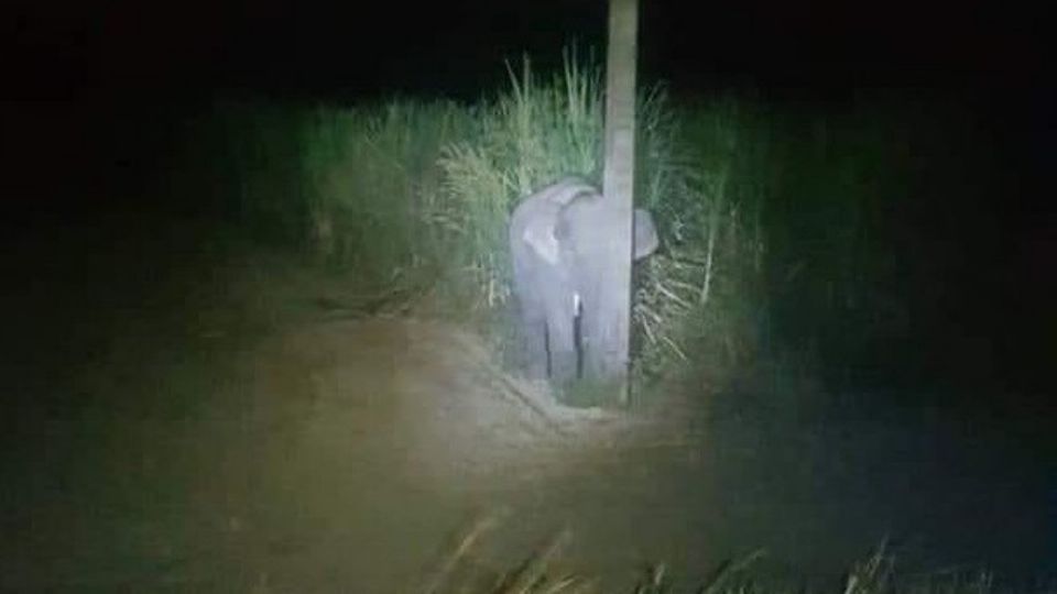 Hermoso bebé elefante se esconde detrás de poste. Foto: Facebook