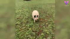 VIDEO VIRAL: Cerdito conmueve las redes al creerse y comportarse como perro