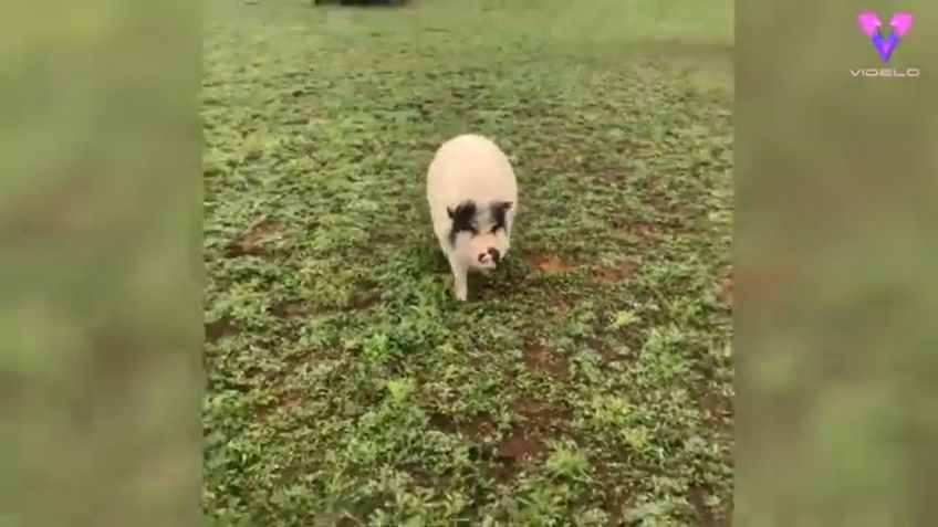 VIDEO VIRAL: Cerdito conmueve las redes al creerse y comportarse como perro