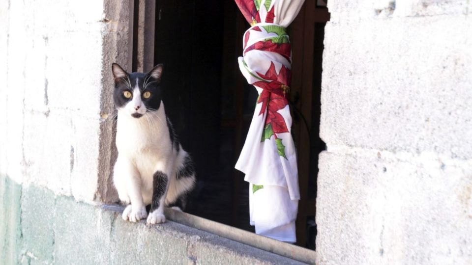 Los incentivos son buenos para fortalecer la relación entre el gato y su dueño. Foto: Archivo | Cuartoscuro