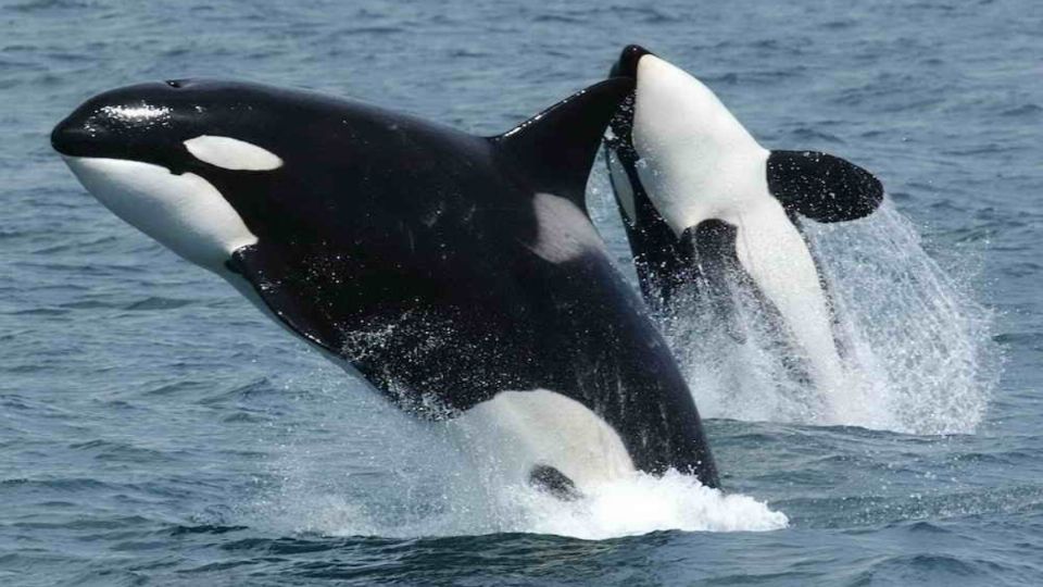 En los últimos años se ha reportado la disminución de tiburones blancos en las costas de Ciudad del Cabo. FOTO: ESPECIAL