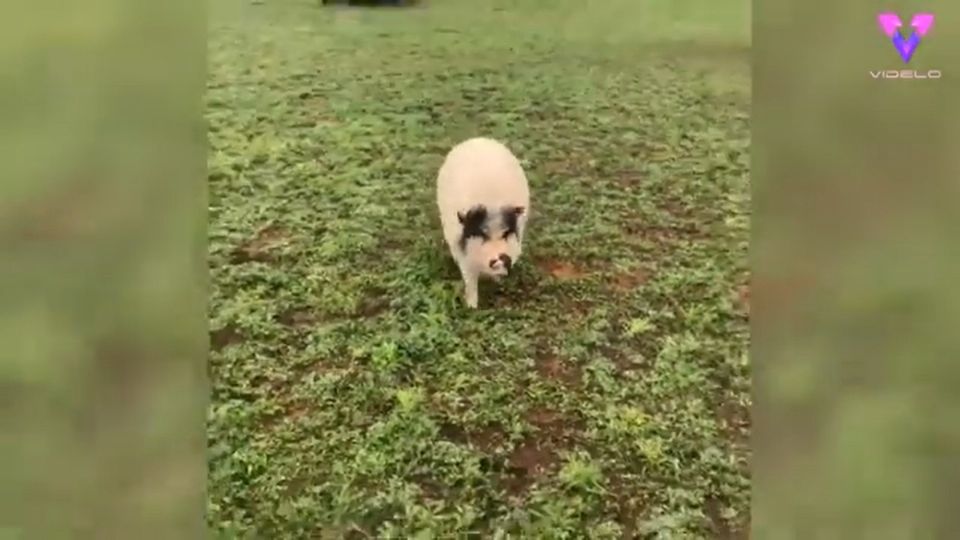 Según su propia dueña el animal no se da cuenta que en realidad pertenece a otra especie. FOTO: ESPECIAL