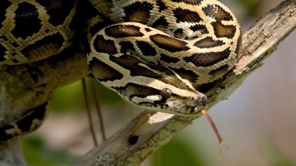 El enorme reptil solo soltó a su presa cuando los lugareños comenzaron a golpearla con palos y barras de metal. FOTO: ESPECIAL