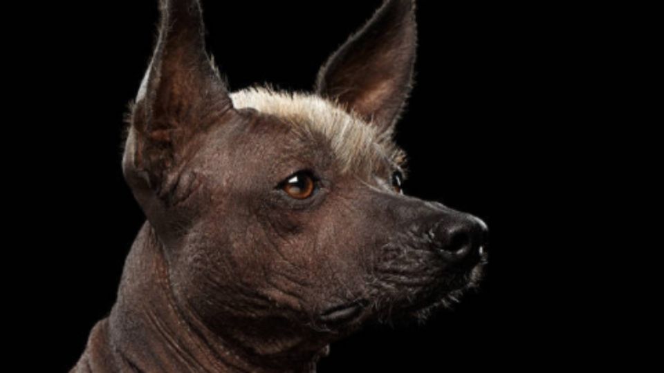 Perros xoloitzcuintle. Foto: iStock