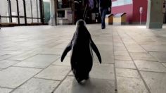 Pingüino aprovecha que no había turistas y se pasea por acuario: VIDEO