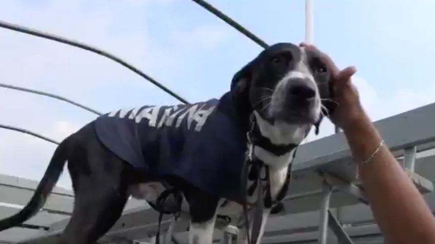 Semar rescata segundo perrito en Tabasco durante inundaciones: VIDEO