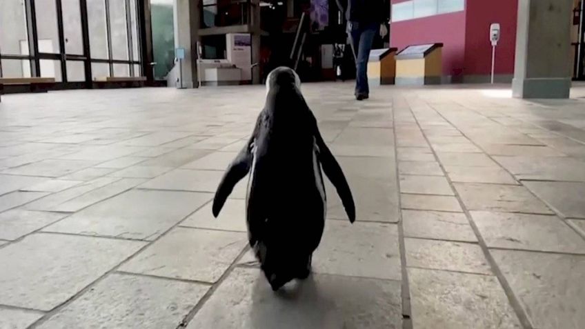 Pingüino aprovecha que no había turistas y se pasea por acuario: VIDEO