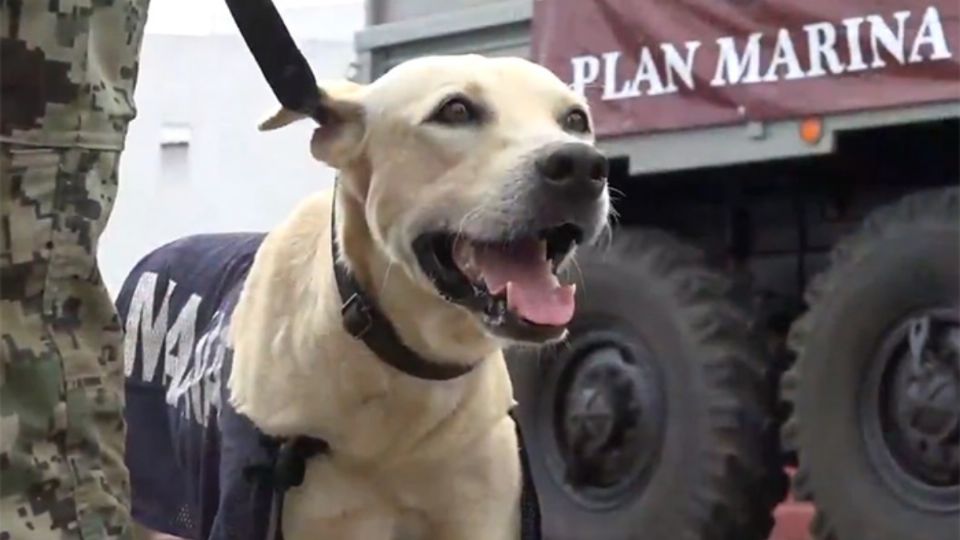 CARÁCTER. No solo por su aspecto, también por sus cualidades de asistencia y por su comportamiento, el cuadrúpedo parece ser de tipo labrador. Foto: Especial