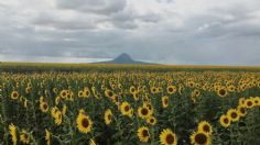 Girasoles se convierten en un atractivo turístico en Tamaulipas 