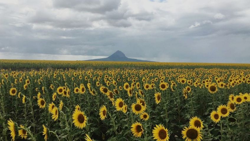 Girasoles se convierten en un atractivo turístico en Tamaulipas 