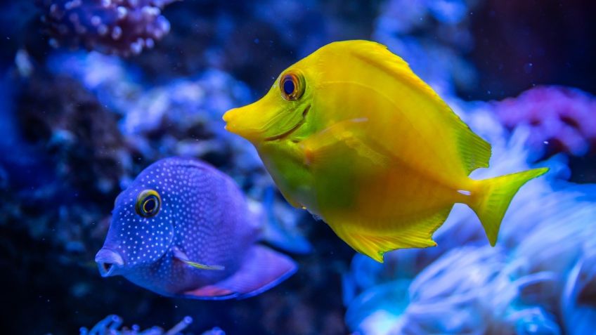 Localizan mercurio en peces; humanos podrían ser los culpables: VIDEO