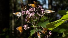 Analizan restringir accesos de santuarios de Mariposas Monarca