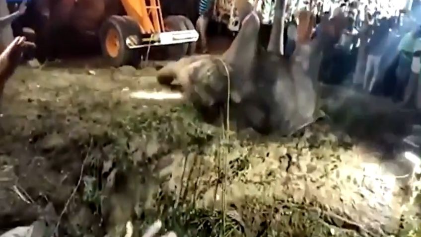 VIDEO VIRAL: ¡Impresionante! Tras caer en pozo de 16 metros, así fue el rescate de un elefante en India