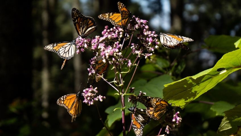 Sectur: Michoacán rompió su récord en la recepción de turistas durante 2022