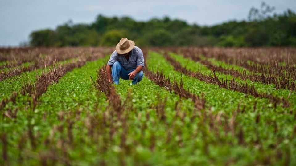 Sader detalló que este instrumento está a disposición de los productores para que tengan certidumbre en su actividad. Foto: Especial