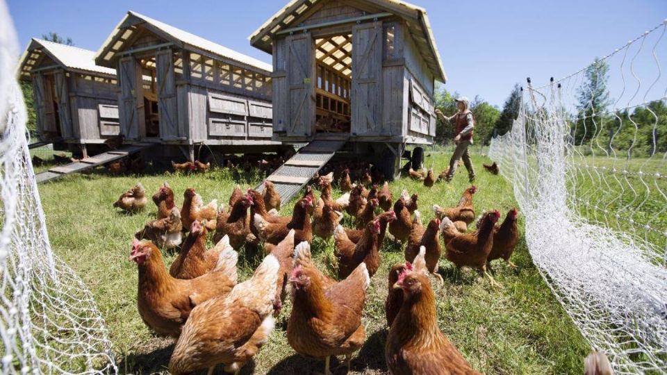 100 mil gallinas fueron sacrificadas en Holanda. Foto: Especial