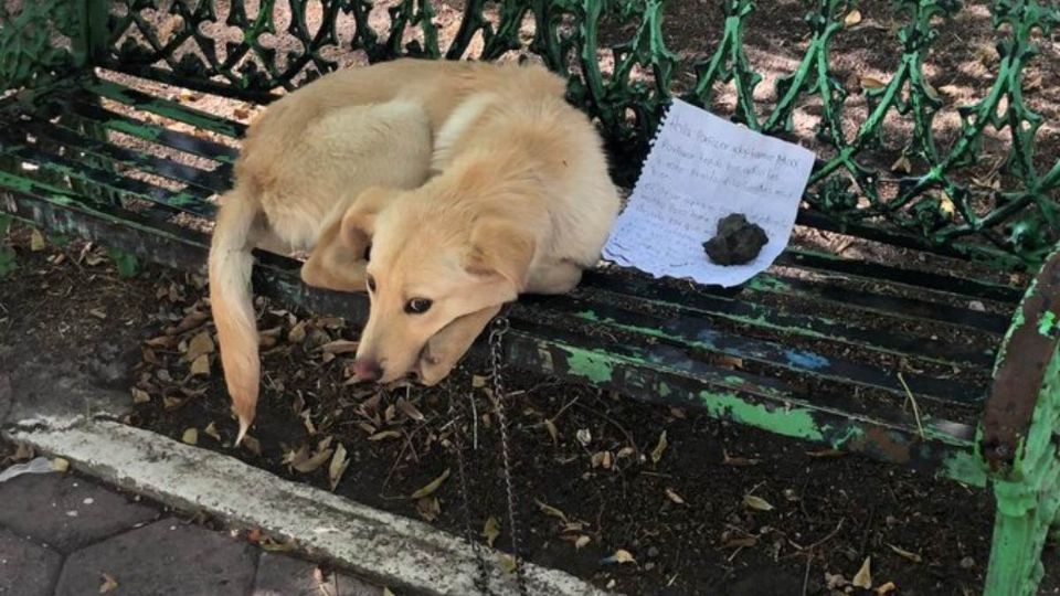 El perrito abandonado apareció con una carta. Foto: Especial