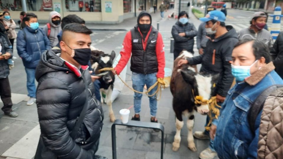 Con vacas, los productores de Texcoco esperan ser atendidos por autoridades federales. Foto: Daniel Magaña