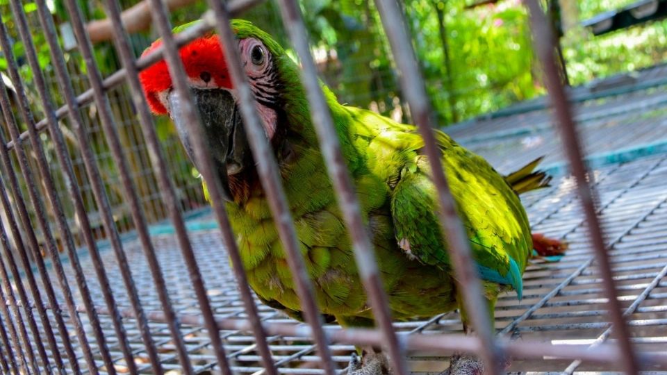 '¿Quieren saber un secreto? No soy un loro, soy un espía', confiesa el ave verde. FOTO: ESPECIAL