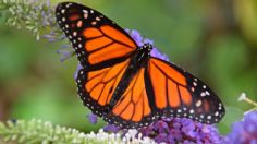 ¿Cuándo abrirán los Santuarios de la mariposa monarca en Michoacán?