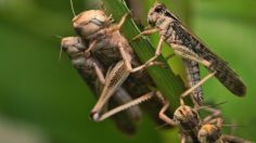 ONU ALERTA por repunte de plaga de langostas en el desierto de África; desataría hambruna