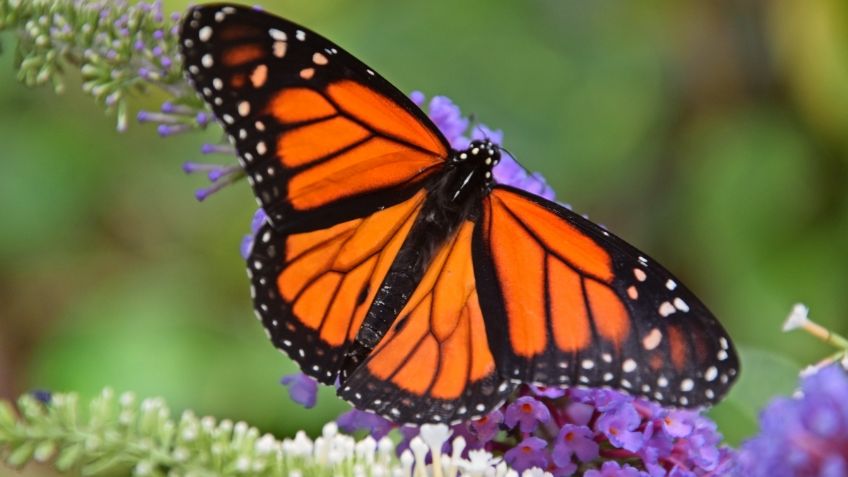 Mariposa monarca no está en peligro de extinción, afirman ejidatarios