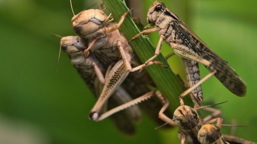 ONU ALERTA por repunte de plaga de langostas en el desierto de África; desataría hambruna