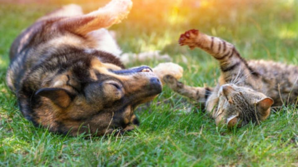 ● MÁS QUE UN AMIGO. Muchas personas con un perro, lo consideran de la familia. Foto: Especial