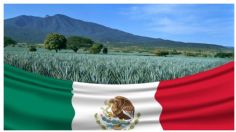 Defenderá México la denominación de origen del tequila