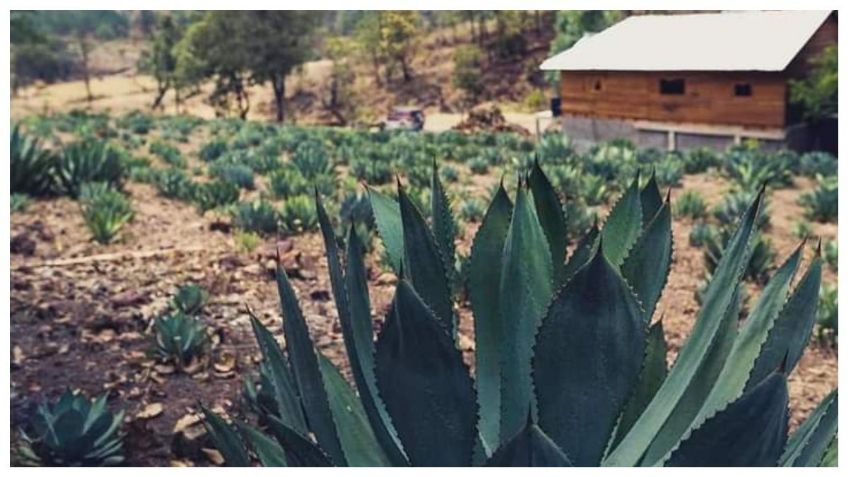 Ruta de la Raicilla detonará ecoturismo en Atenguillo, Jalisco